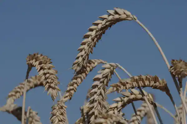 ���� ������ �������� ��� ������� �������� ������������� �� ��������� ����������
