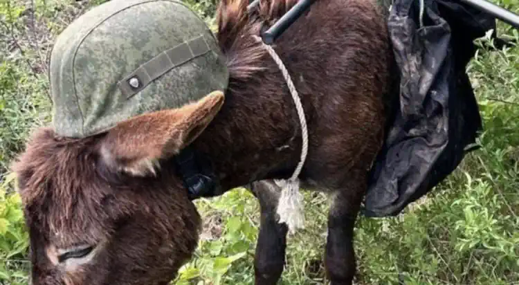 ���� �� ��� ���������� ���������� ������ ����� �� 1418 ����?